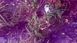 Оргија без кондома у Јужној Каролини са насумичним купачима... тако дивље и лудо