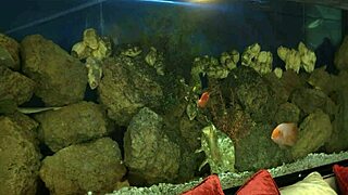 The Joy Of Watching Her Lick His Choad So Passionately