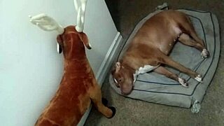 Exploring zodiac patience in various poses