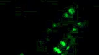 Love Living Life with Ebony Amateurs