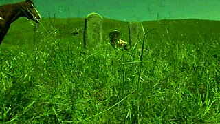 Brooke Ballentyne HIRES RANCH HAND FOR OUTDOOR FUCK