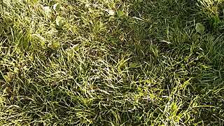 Neighbor Thanks With Cunnilingus For Flowers