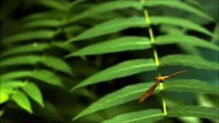 Crystal Butterfly Makes Me Feel So Passionate With Her Tattoo And Pussy In This Music Video