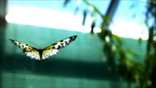 Crystal Butterfly Makes Me Feel So Passionate With Her Tattoo And Pussy In This Music Video