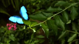 Crystal Butterfly Makes Me Feel So Passionate With Her Tattoo And Pussy In This Music Video