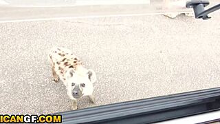 busty ebony babe's fat ass pounded doggystyle by american bf on safari trip 🔥🍑