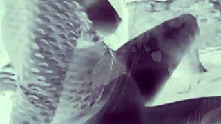 soft white teen worships that huge black dick in the car 🍆💦 ebony bbc pounding her tight pussy compilation