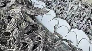 Chiang Rai's Magical White Temple Tour