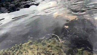 Stranger shoots cum on beach feeding fish publicly