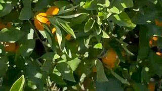 check out my first public flashing turned orgasm in sfw!