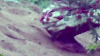 DESI LADY PISSING in indian style