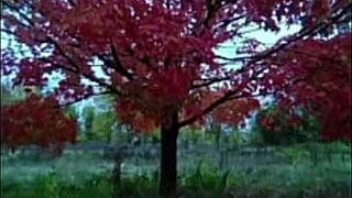 first time old young song remakes love lyrics compilation
