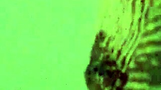 feelings surge as lil sister rides dick