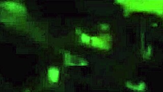 Watch these 10 little perverts groping around