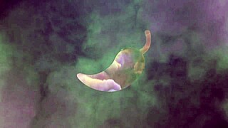 This Latina Brunette Oral Master Makes Me Tremble With Her Skills.