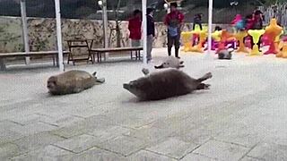 Hinata Doesn't Deserve What Happened With Her Jikage Rising Uncensored