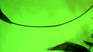 She says, You're like Mike Tyson, as I suck her milf pussy deepthroat