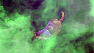 fui visitar o novinho tarado por pau grande