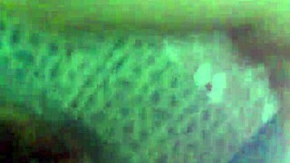 Wah, adik itu dientot keras banget, kayak nggak nyata! 😱