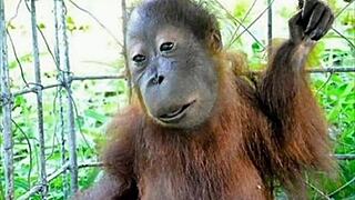 peronismo simplemente lacras in casual narrative