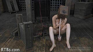 Four petite beauties explore a miniature cage together