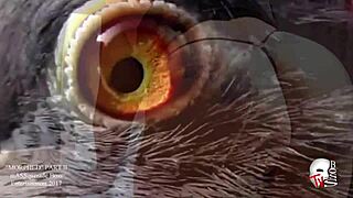 Thick big booty twerk for all ass lovers out there. Best big ass action in stunning 1080p.