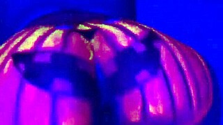 Twerking the pumpkin with big ass!
