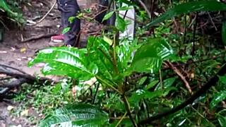 machos banging hard in wild forest orgy