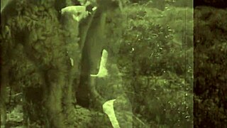 Dark Lantern Entertainment retro mesét mond meghajolt szépségről